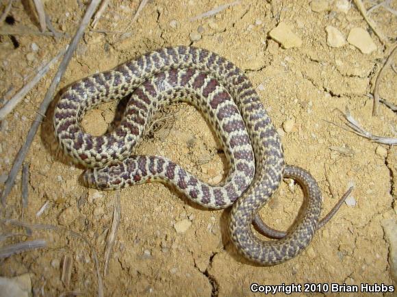 Eastern Yellow-bellied Racer (Coluber constrictor flaviventris)