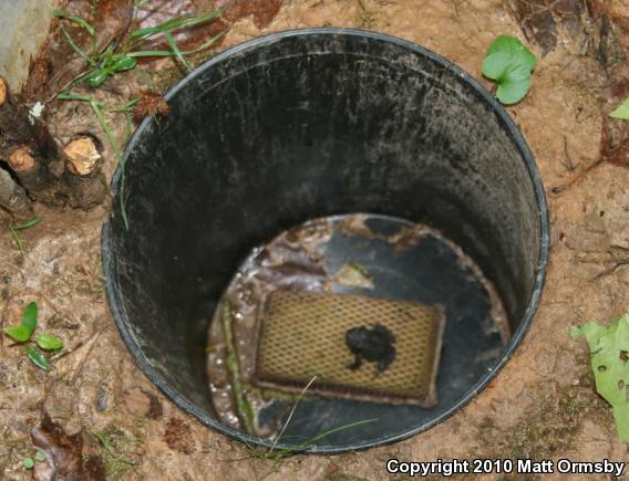 American Toad (Anaxyrus americanus)