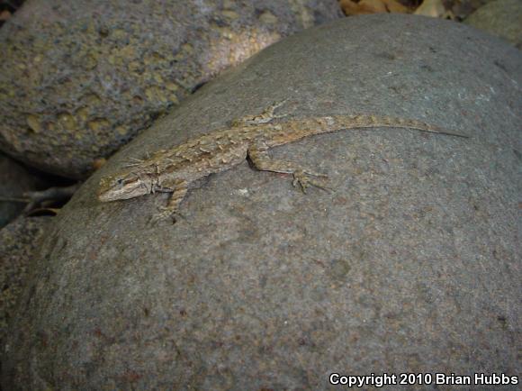 Ornate Tree Lizard (Urosaurus ornatus)