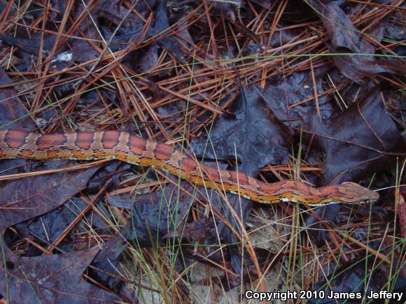 Red Cornsnake (Pantherophis guttatus)