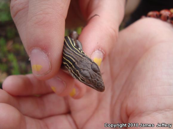 Six-lined Racerunner (Aspidoscelis sexlineata sexlineata)