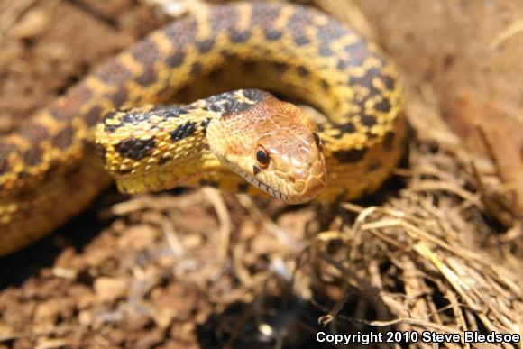 San Diego Gopher Snake (Pituophis catenifer annectens)