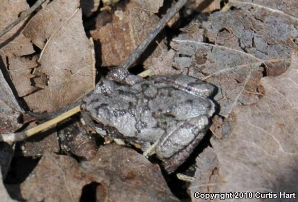 Gray Treefrog (Hyla versicolor)