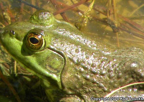 American Bullfrog Lithobates Catesbeianus