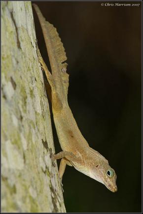 Puerto Rican Crested Anole (Anolis cristatellus cristatellus)