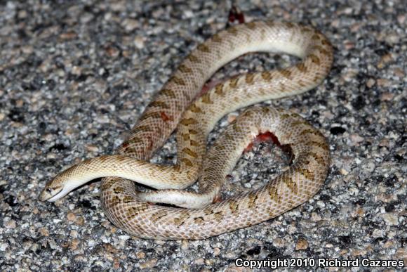 Mojave Glossy Snake (Arizona elegans candida)