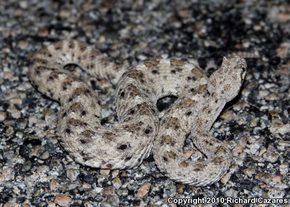 Colorado Desert Sidewinder (Crotalus cerastes laterorepens)