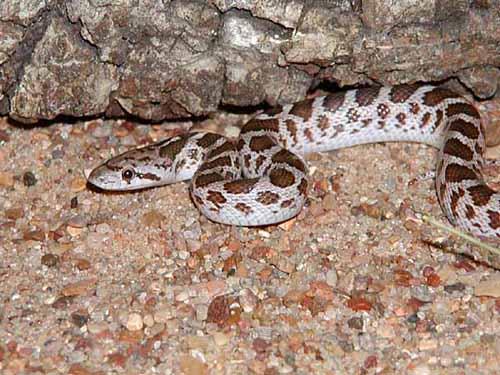 Texas Glossy Snake (Arizona elegans arenicola)