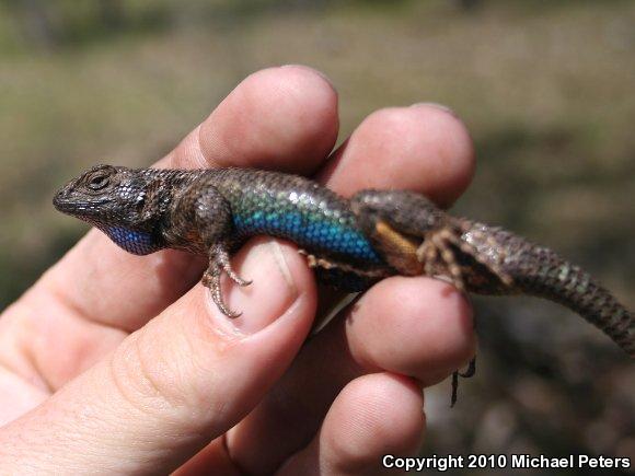 NorthWestern Fence Lizard (Sceloporus occidentalis occidentalis)