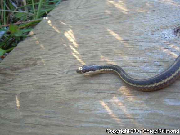 Eastern Ribbonsnake (Thamnophis sauritus sauritus)