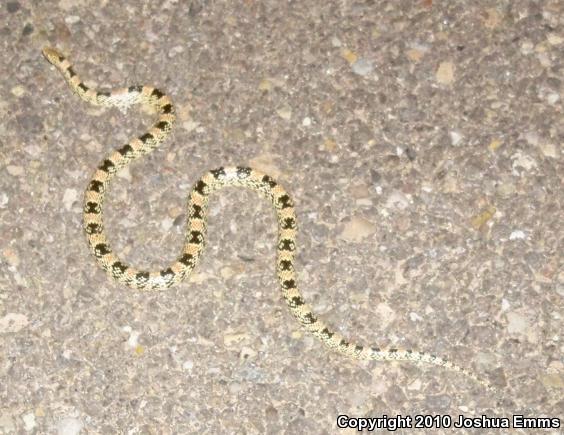 Western Long-nosed Snake (Rhinocheilus lecontei)