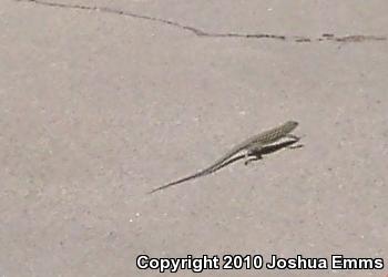 New Mexico Whiptail (Aspidoscelis neomexicana)