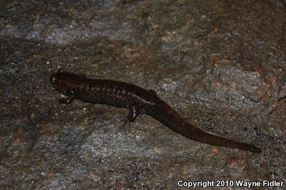 Black-bellied Salamander (Desmognathus quadramaculatus)