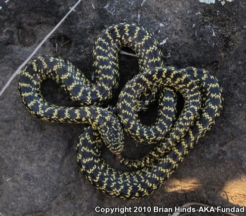 Speckled Kingsnake (Lampropeltis getula holbrooki)