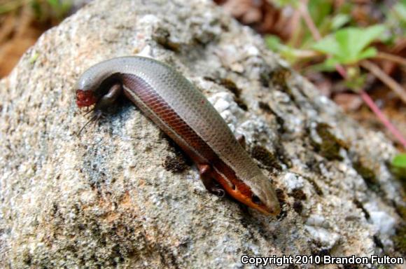 Northern Coal Skink (Plestiodon anthracinus anthracinus)