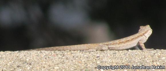 Colorado River Tree Lizard (Urosaurus ornatus symmetricus)