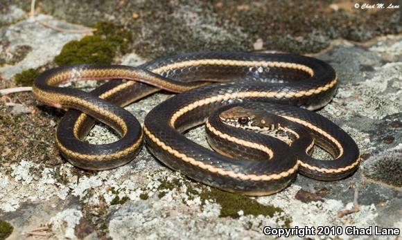 California Striped Racer (Coluber lateralis lateralis)