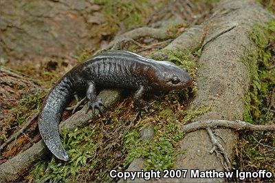 Mole Salamander (Ambystoma talpoideum)