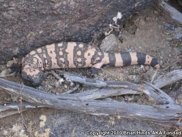 Banded Gila Monster (Heloderma suspectum cinctum)