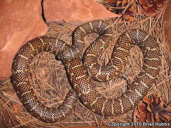 Florida Kingsnake (Lampropeltis getula floridana)