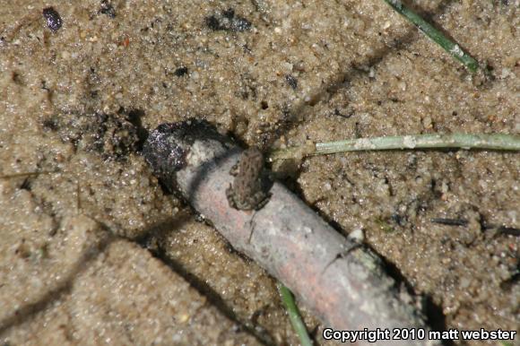 Fowler S Toad Anaxyrus Fowleri