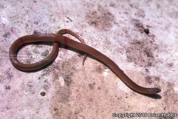 Flat-headed Snake (Tantilla gracilis)