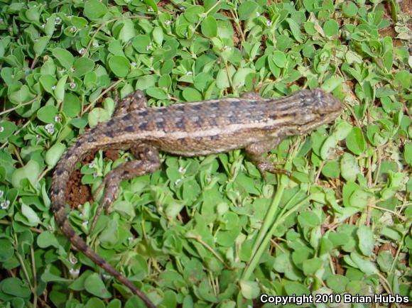 Southwestern Fence Lizard (Sceloporus cowlesi)