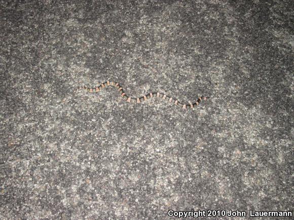 Western Long-nosed Snake (Rhinocheilus lecontei)