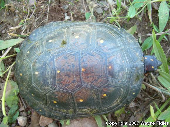 Spotted Turtle (Clemmys guttata)