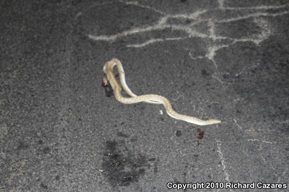 Mojave Glossy Snake (Arizona elegans candida)