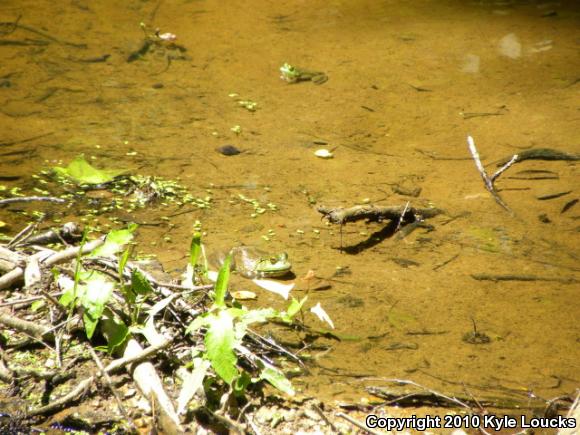 American Bullfrog (Lithobates catesbeianus)