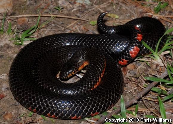 Western Mudsnake (Farancia abacura reinwardtii)