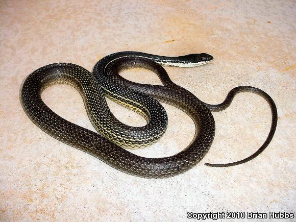 Sonoran Whipsnake (Coluber bilineatus)