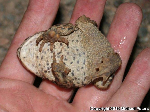 Western Toad (Anaxyrus boreas)