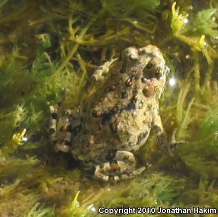 Southern California Toad (Anaxyrus boreas halophilus)