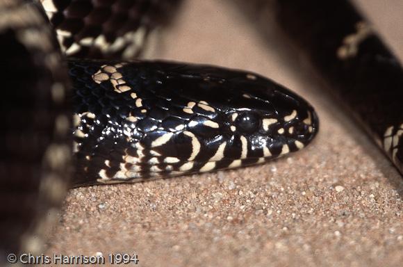 Eastern Kingsnake (Lampropeltis getula getula)