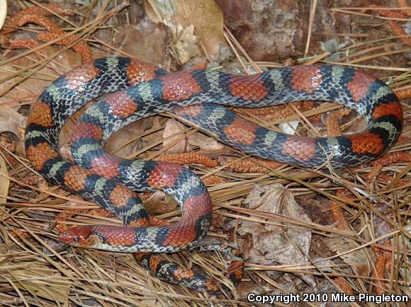 Northern  Scarletsnake (Cemophora coccinea copei)