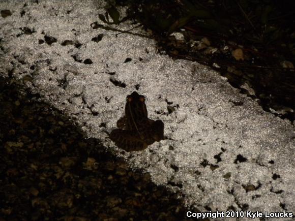 Florida Leopard Frog (Lithobates sphenocephalus sphenocephalus)