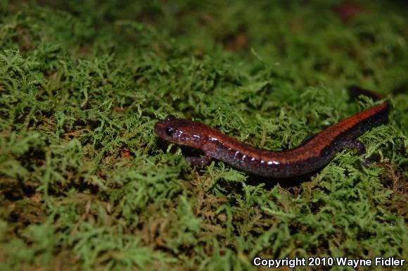 Eastern Red-backed Salamander (Plethodon cinereus)