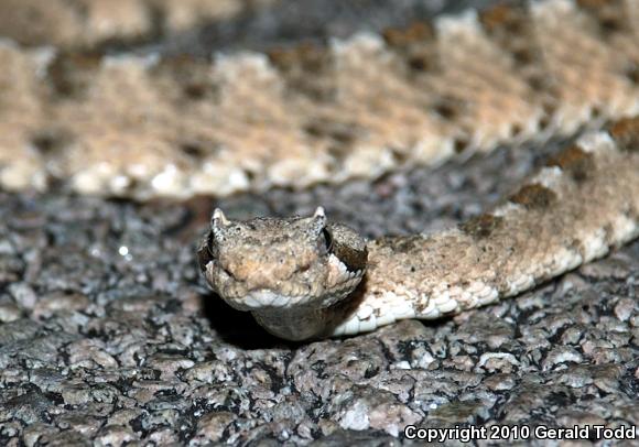 Mojave Desert Sidewinder (Crotalus cerastes cerastes)