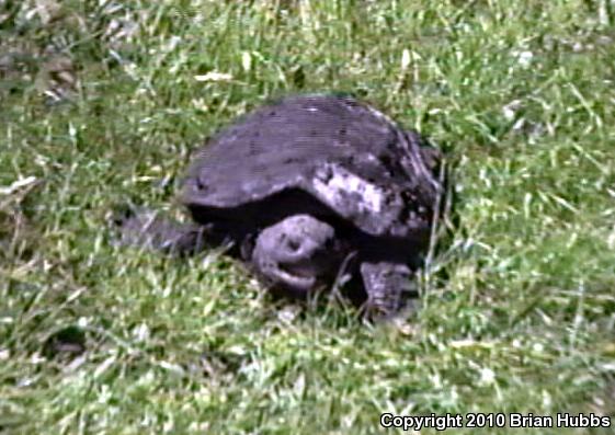 Chelydra Serpentina Osceola