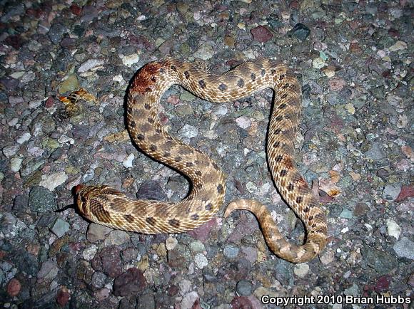 Mexican Hog-nosed Snake (Heterodon kennerlyi)