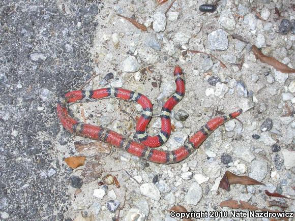 Northern  Scarletsnake (Cemophora coccinea copei)