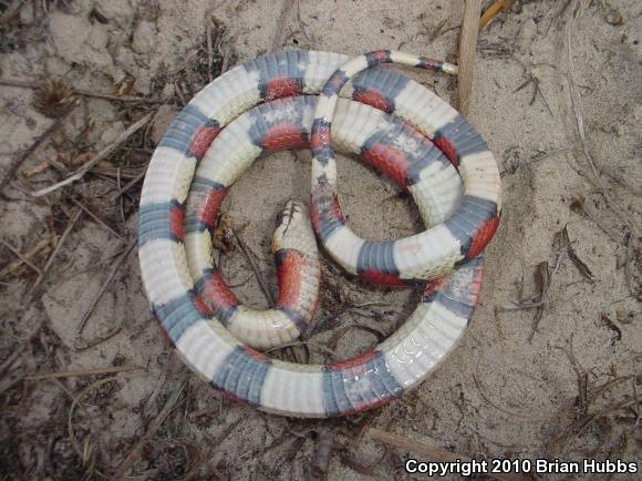 Louisiana Milksnake (Lampropeltis triangulum amaura)