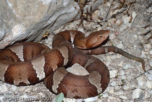 Trans-Pecos Copperhead (Agkistrodon contortrix pictigaster)