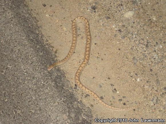 Mojave Glossy Snake (Arizona elegans candida)