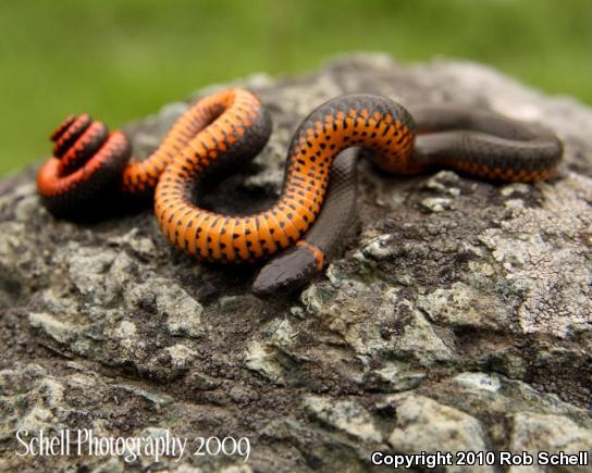 Pacific Ring-necked Snake (Diadophis punctatus amabilis)