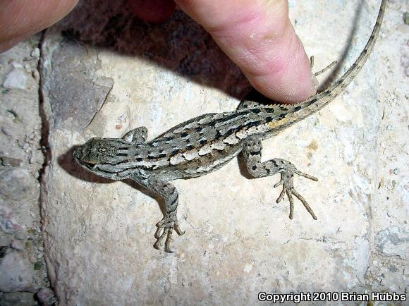 Plateau Fence Lizard (Sceloporus tristichus)