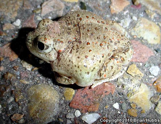 Mexican Spadefoot (Spea multiplicata)