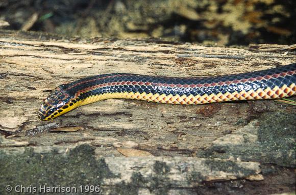 Common Rainbow Snake (Farancia erytrogramma erytrogramma)